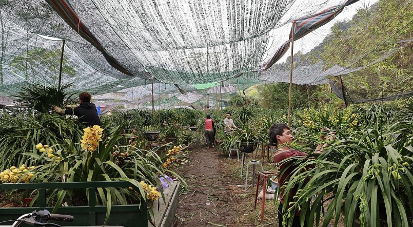 Năm nay, số lượng địa lan Trần Mộng trên 50 cành/chậu chiếm tỷ lệ cao tại các nhà vườn.