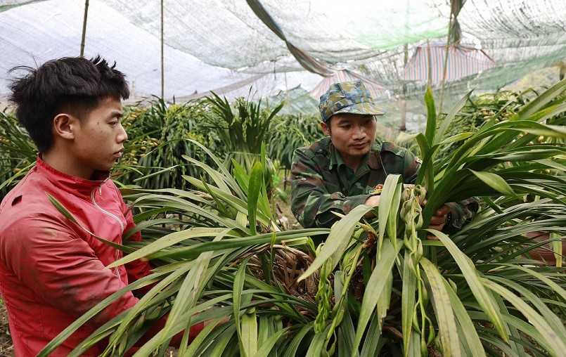 Tách những cành hoa lan Trần Mộng đẹp để ghép thành chậu lớn.