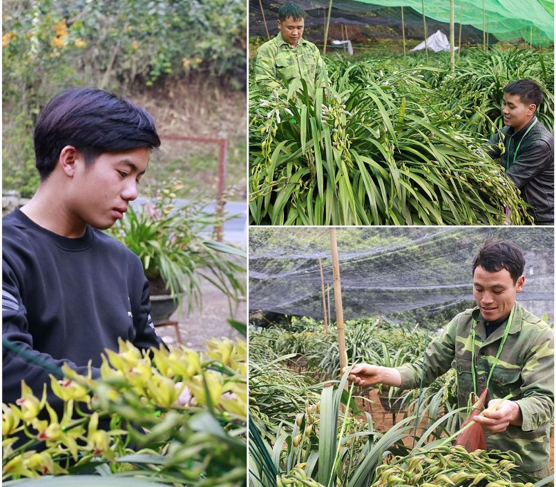 Người trồng lan Trần Mộng chăm chút từng bông hoa chờ Tết.