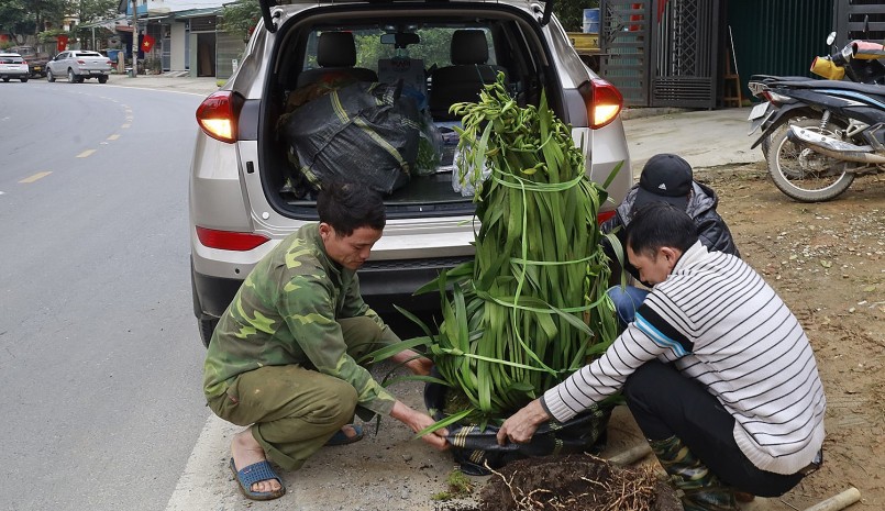Nhiều khách yêu lan vượt đường xa đến tận vườn để chọn những chậu lan Trần Mộng ưng ý nhất.