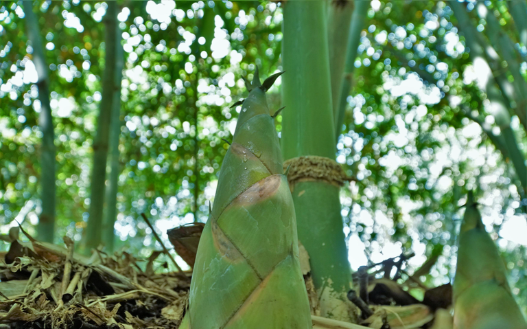 Tre tứ quý là loại cây dễ trồng