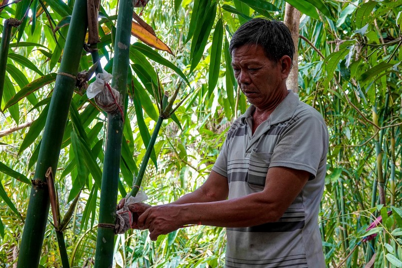 Ông Cua chiết nhánh tre tứ quý bán cho người dân 