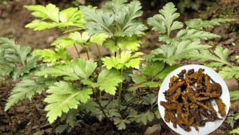 Cây nghe tên như chân con vật lại là thảo dược quý có nhiều công dụng tốt cho sức khỏe