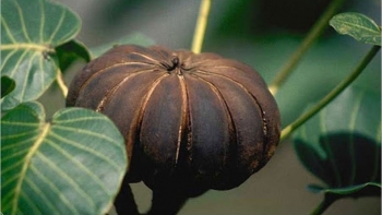 Cây ba đậu là thảo dược quý với nhiều công dụng tốt nhưng cũng là độc dược đáng sợ