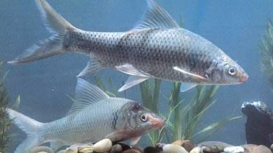 Loại cá xưa ít người biết, giờ thành đặc sản nổi tiếng vừa thơm ngon vừa bổ dưỡng