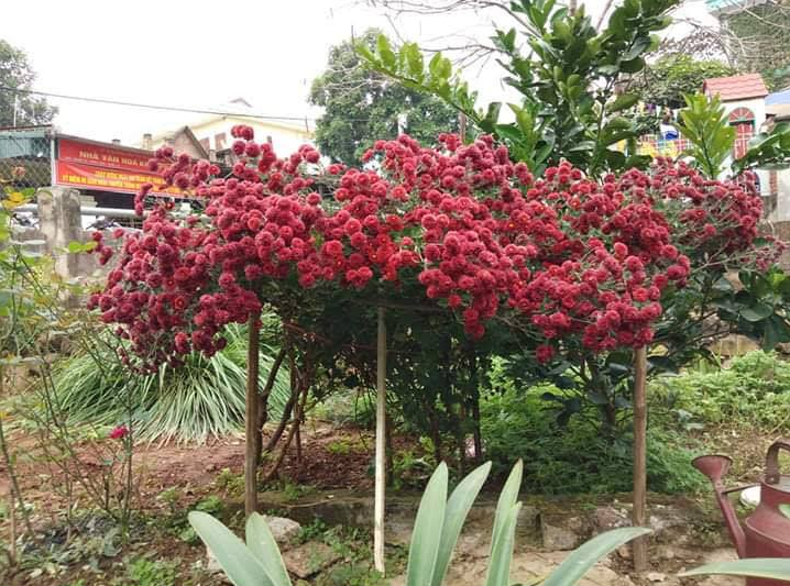 Cúc cổ Sơn La ra hoa vào đúng dịp Tết Nguyên đán