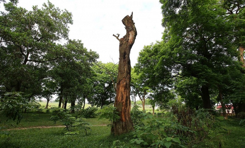 Do tác động của thời gian một số cây lim xanh cổ thụ đã bị sâu mục, rỗng ruột, héo cành, một số cây đã chết khô.