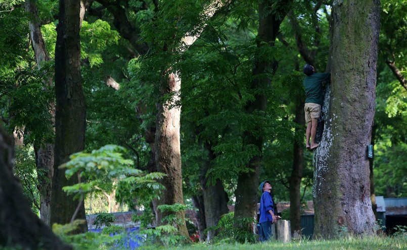 Chính quyền địa phương đang lên nhiều phương án phục hồi, phát triển rừng cây lim cổ thụ đặc biệt này.