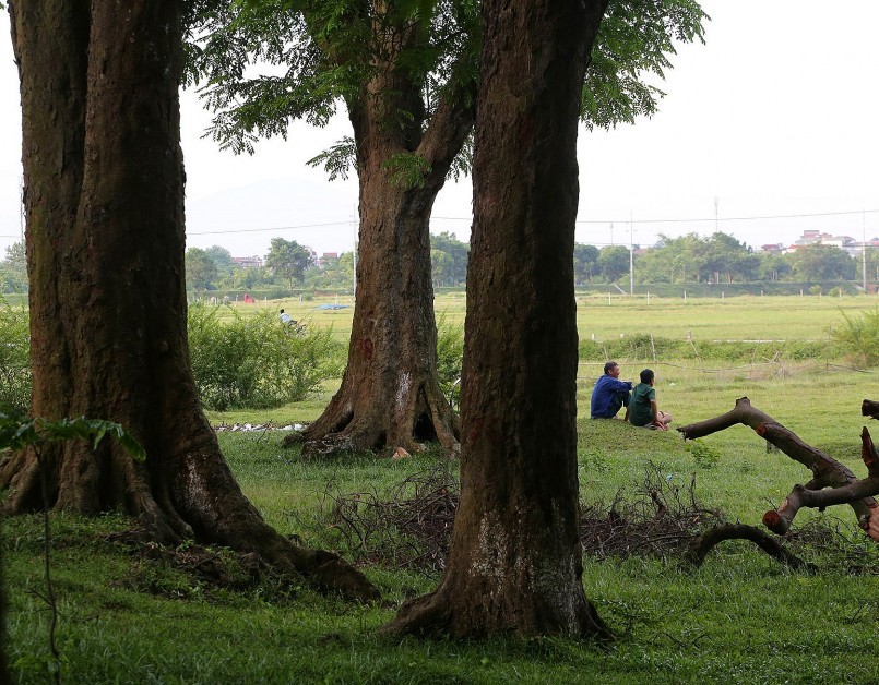 Có những gốc lim cổ thụ to, đường kính 1,5 m phải 2 đến 3 người ôm mới xuể. 