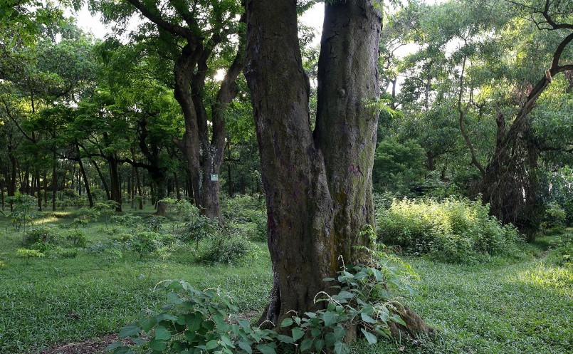 Lim xanh là giống gỗ quý thuộc hàng tứ thiết.