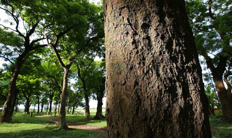 Hiện trong khu rừng có những gốc lim to, đường kính 1,5 m phải 2 đến 3 người ôm mới xuể. 