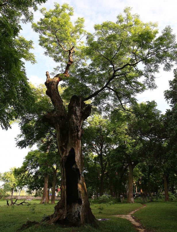 Vào những buổi trưa hè nắng nóng, đám trẻ chăn trâu hay những người dân làm lụng vất vả ngoài đồng thường vào nghỉ ngơi bên những gốc lim, tránh nắng dưới những tán lá xum xuê trong rừng lim xanh.