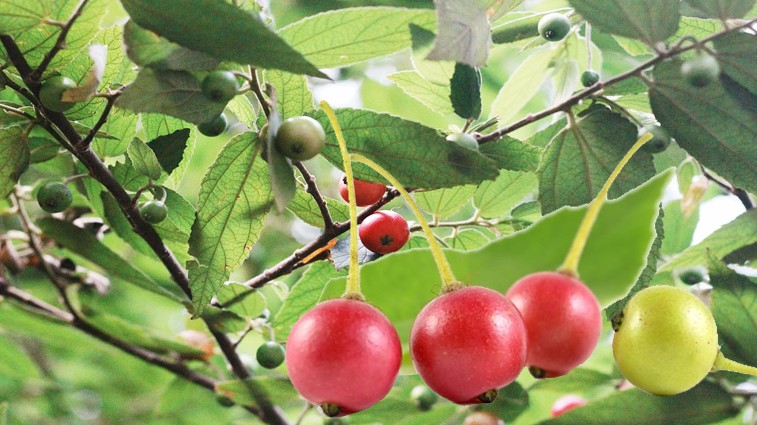 Bất ngờ với loại quả dại ven đường không ai ăn, lại có vô vàn lợi ích tốt cho sức khỏe