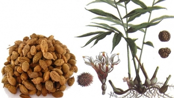 Cây sa nhân - Thảo dược quý cho người bị vấn đề về tiêu hóa