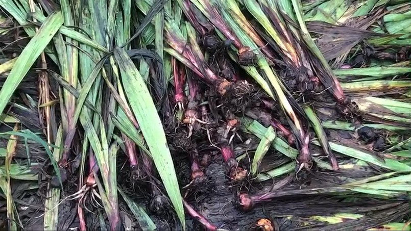 Mưa và gió lớn làm lay ơn trồng bán Tết Quý Mão của người dân xã Bình Ngọc (TP Tuy Hòa) 