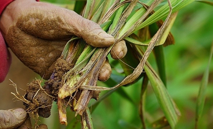 Hoa lay ơn héo lá và chết trên vườn hoa