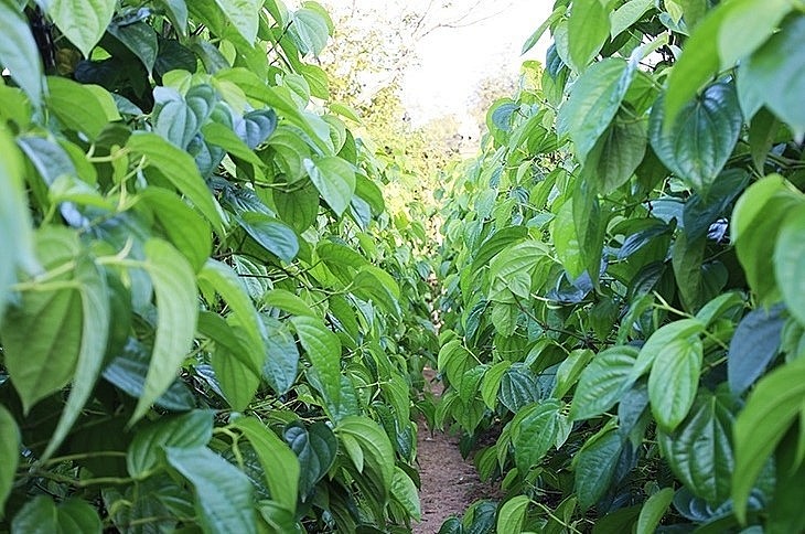 Thôn Văn Sơn (xã Đỉnh Bàn, huyện Thạch Hà, tỉnh Hà Tĩnh) từ xưa đã nổi tiếng với đặc sản trầu không “tiến vua”. 