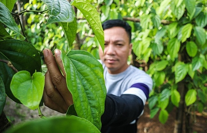 Theo kinh nghiệm của người dân trồng trầu, để có những lá trầu đảm bảo chất lượng phải thường xuyên tỉa bỏ những lá nhỏ, lá hỏng, mỗi cành chỉ để từ 3-5 lá. 