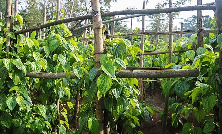 Giàn trầu không chỉ được làm bằng tre, cây gỗ chứ không sử dụng cột bê tông như những loài cây leo khác. Mỗi giàn trầu không cao từ 2-4m.