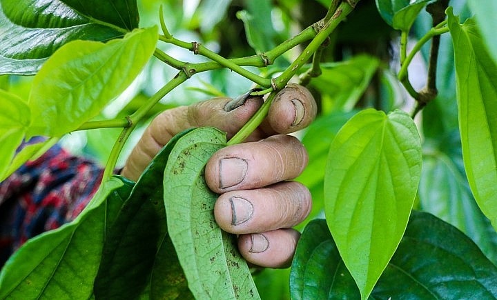 Khi hái lá trầu người dân không sử dụng dao hay kéo mà trực tiếp dùng móng tay bấm vào cuống lá. Cuống lá được giữ lại dài khoảng 2-3 cm.