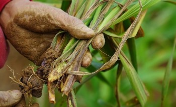 Hoa lay ơn chết như ngả dạ, nông dân miền Trung thất thu vụ Tết