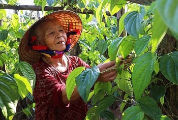 Cây tiến vua này có gì đặc biệt mà nông dân chỉ bán lá đã thu tiền triệu mỗi ngày