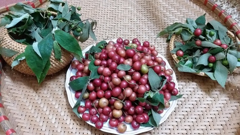 Loại quả dại ven đường không ai ăn,