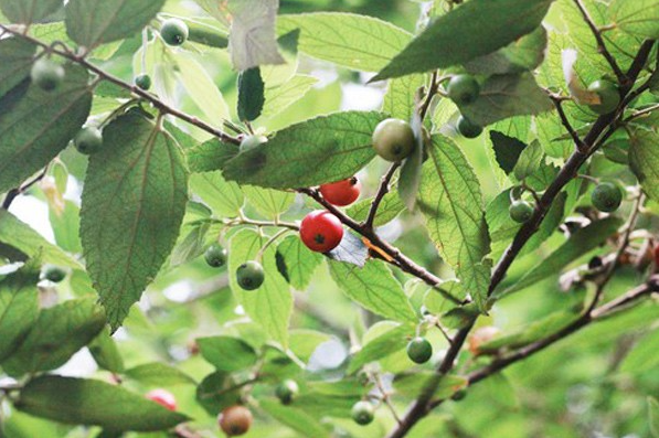 Loại quả dại ven đường không ai ăn, nhưng có vô vàn lợi ích tốt cho sức khỏe