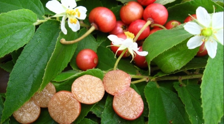 Loại quả dại ven đường không ai ăn,