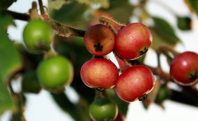 Loại quả dại ven đường không ai ăn,