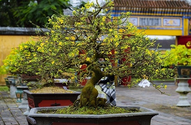 Hoàng mai Huế được trồng từ lâu đời ở cung đình, phủ đệ, dinh thự, sân đình, cửa chùa, sân nhà dân..., tạo nên vẻ đẹp sang trọng, trở thành một biểu tượng sắc xuân của thiên nhiên và con người Huế. Hoàng mai Huế được trồng từ lâu đời ở cung đình, phủ đệ, dinh thự, sân đình, cửa chùa, sân nhà dân..., tạo nên vẻ đẹp sang trọng, trở thành một biểu tượng sắc xuân của thiên nhiên và con người Huế.