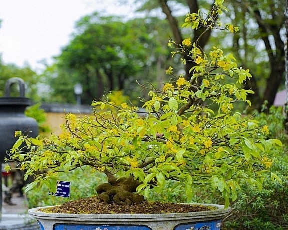 Tại Thừa Thiên Huế, một số vườn mai vàng được quy hoạch, trồng đúng giống mai vàng Huế và bước đầu đã đem lại kết quả tích cực. Tại Thừa Thiên Huế, một số vườn mai vàng được quy hoạch, trồng đúng giống mai vàng Huế và bước đầu đã đem lại kết quả tích cực.