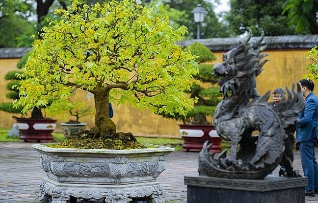 Đặc biệt, Lễ hội Hoàng mai quy mô toàn quốc lần đầu tiên được tổ chức tại Cố đô Huế. Đặc biệt, Lễ hội Hoàng mai quy mô toàn quốc lần đầu tiên được tổ chức tại Cố đô Huế.