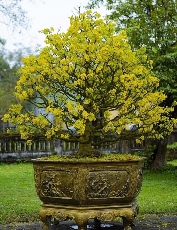 Lễ hội Hoàng mai Huế sẽ gồm các hoạt động như: Cuộc thi các tác phẩm hoàng mai đẹp; không gian triển lãm, trưng bày hoàng mai Huế; không gian giao lưu và trao đổi; không gian đấu giá. Lễ hội Hoàng mai Huế sẽ gồm các hoạt động như: Cuộc thi các tác phẩm hoàng mai đẹp; không gian triển lãm, trưng bày hoàng mai Huế; không gian giao lưu và trao đổi; không gian đấu giá.