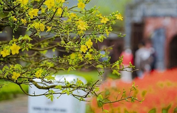 Cuộc thi các tác phẩm hoàng mai đẹp gồm 2 nhóm hoàng mai loại lớn (dự kiến từ 70 tác phẩm) và hoàng mai bonsai (từ 250 tác phẩm). Cuộc thi các tác phẩm hoàng mai đẹp gồm 2 nhóm hoàng mai loại lớn (dự kiến từ 70 tác phẩm) và hoàng mai bonsai (từ 250 tác phẩm).