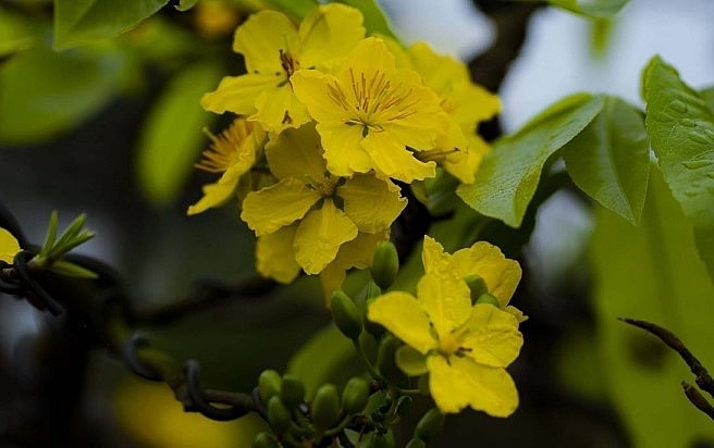 Hoàng mai Huế thường có 3 loại: mai Mỡ, mai Trâu và mai Sẻ. Hoàng mai Huế thường có 3 loại: mai Mỡ, mai Trâu và mai Sẻ.