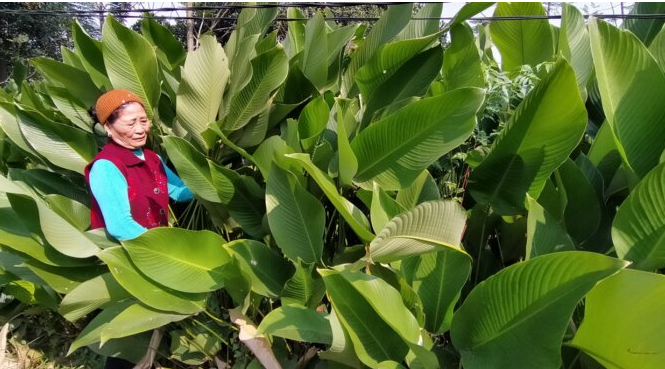 Không chỉ để gói mỗi bánh chưng, lá dong còn là vị thuốc trong Đông Y