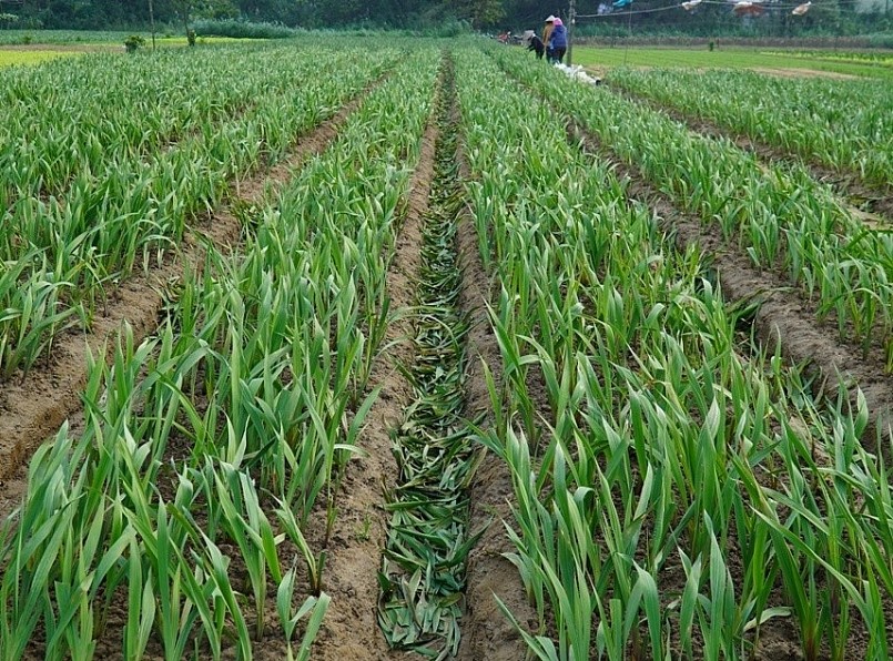 Nhiều thửa ruộng bị vàng lá