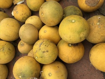 Bỏ túi những bí kíp sau để chọn được bưởi Diễn chuẩn