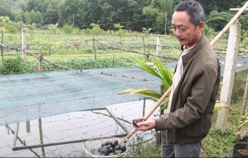 Triệu phú ốc nhồi ở Thanh Hóa lộ bí quyết thả đâu trúng đó