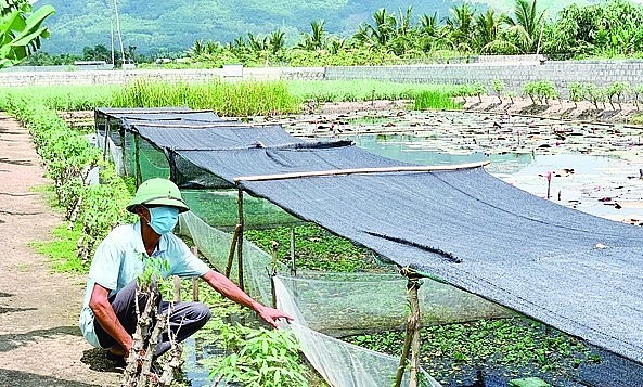 Trên địa bàn tỉnh Thanh Hóa cũng nhiều trại ốc nhồi trên ruộng trũng bỏ hoang cho hiệu quả kinh tế cao.