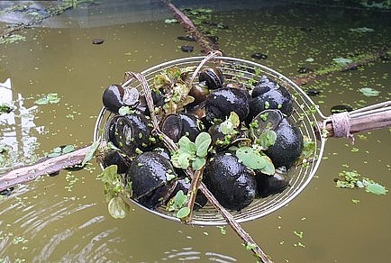 Ông Thụ luôn chủ động nuôi ốc giống để bảo đảm nguồn giống gối lứa, vừa giảm chi phí đầu tư, vừa kiểm soát được dịch bệnh.