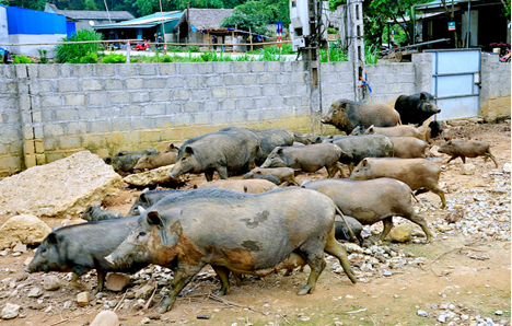 Nuôi con "đặc sản" mõm dài cứ đến Tết là cháy hàng, xuất một đàn nhà nông có ngay 30 triệu đồng