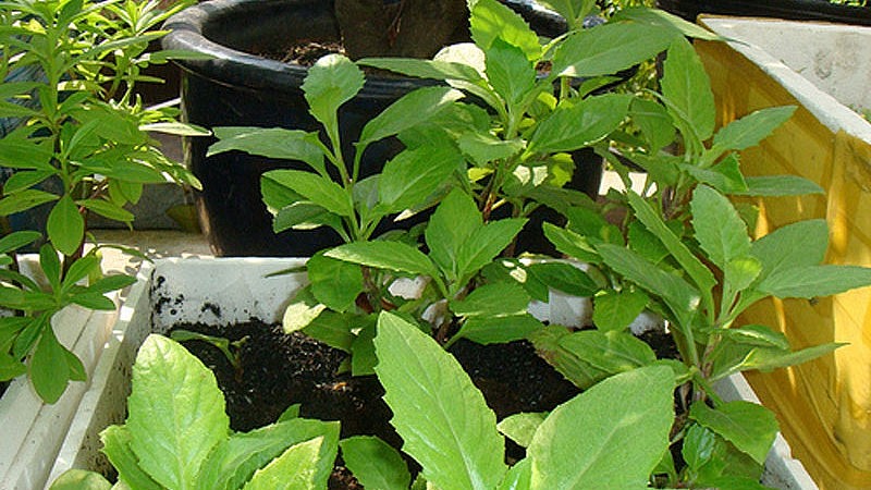 Bầu đất dễ trồng, dễ chăm