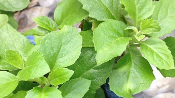 Thứ cây mọc dại có vị cay nhưng là cay ngon, không chỉ tốt cho giấc ngủ mà còn dễ trồng, dễ chăm