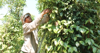 Giá nông sản hôm nay (10/1): Giá cà phê gần chạm ngưỡng 40.000 đồng/kg,  nhu cầu tăng vọt kỳ vọng đẩy giá tiêu bứt phá