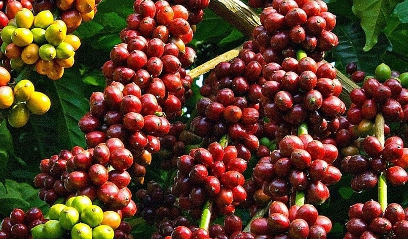 Còn giá cà phê hôm nay tại tỉnh Kon Tum được thu mua với mức 39.900 đồng/kg. Còn giá cà phê hôm nay tại tỉnh Kon Tum được thu mua với mức 39.900 đồng/kg.