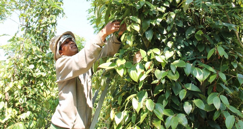 Giá tiêu đang đón nhận tín hiệu tích cực. Giá tiêu đang đón nhận tín hiệu tích cực.