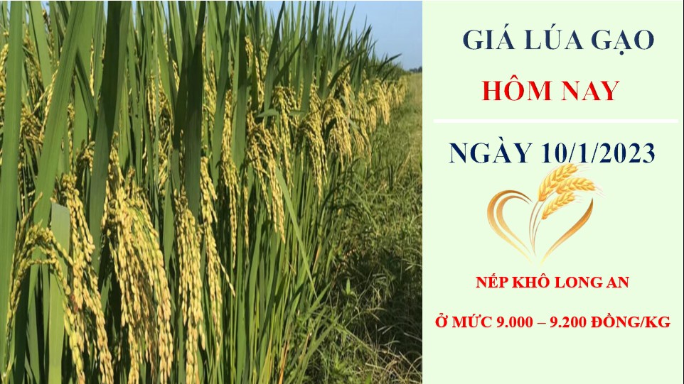 Giá lúa gạo hôm nay 10/1/2023: Tiếp tục xu hướng đi ngang, giá lúa cao nhất 9.200 đồng/kg