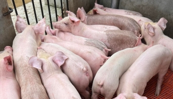 Giá heo hơi hôm nay 10/1 phá băng có nơi tăng 2.000 đồng/kg, không thể chờ đợi thêm người nuôi bán heo chịu lỗ